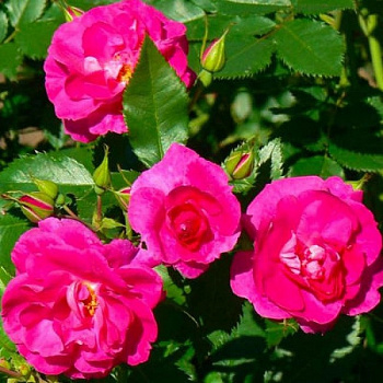 Роза канадская полуплетистая Капитан Самуэль Холланд