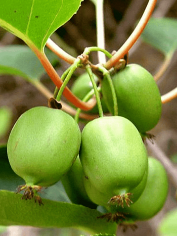 Актинидия Аргута  Rogow