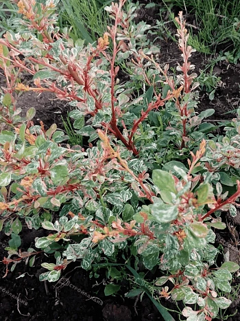 Барбарис Тунберга Natasza