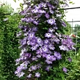 Клематис гибридный Cloudburst