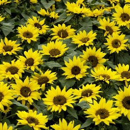 Подсолнечник Чоко Сан