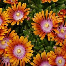 Делосперма Купера Ice Cream Fire