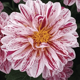 Георгин Dahlietta Select Paula