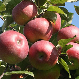 Яблоня Лобо