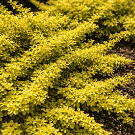 Барбарис Тунберга Golden Carpet