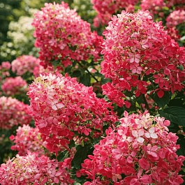 Гортензия метельчатая Diamant Rouge