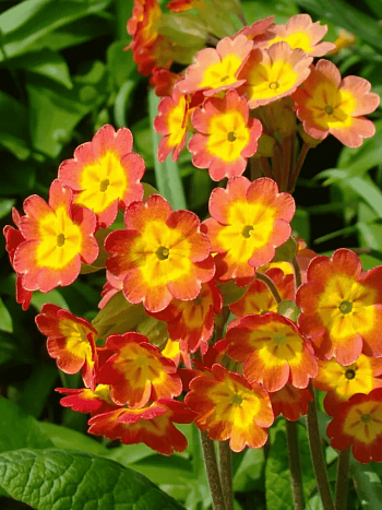 Примула весенняя Orange with Yellow