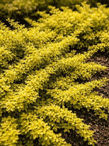 Барбарис Тунберга Golden Carpet