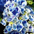 Гортензия крупнолистная New Tivoli Bleu