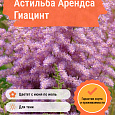Астильба Арендса Гиацинт