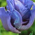 Тюльпан попугайный Blue Parrot