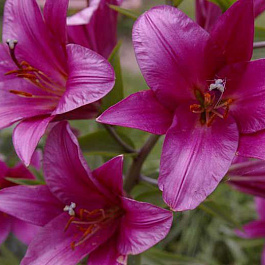 Лилия ОТ-гибрид Пурпл Принц