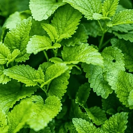 Мелисса лекарственная Lemon Balm