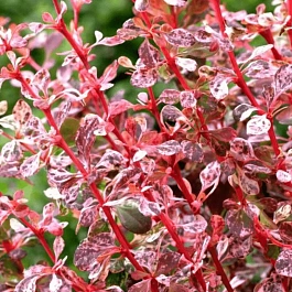 Барбарис Тунберга Harlequin