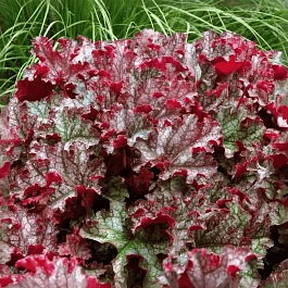 Гейхера Can Can