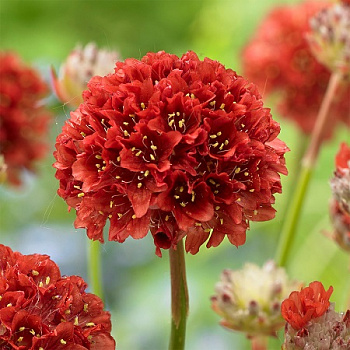 Армерия приморская Балерина Ред