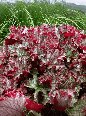 Гейхера Can Can