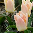 Тюльпан ботанический Little Girl