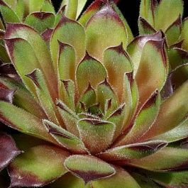 Молодило  Квин Элизабет