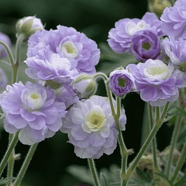 Герань луговая Summer Skies