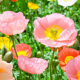 Мак голостебельный Chambagne Bubbles Mix