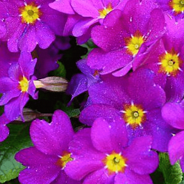 Примула Wanda Gelb