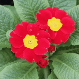 Примула Hethor Red