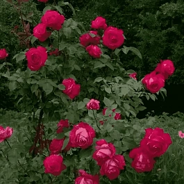 Роза плетистая Аджимушкай