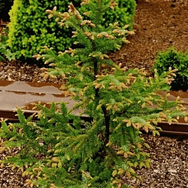 Ель сербская Roter Austrieb