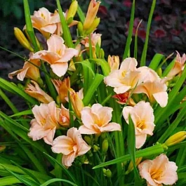 Лилейник On And On