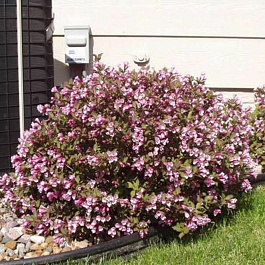 Вейгела цветущая Нана Пурпуреа