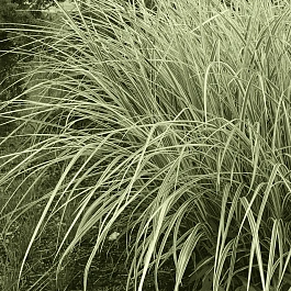 Мискантус китайский Variegatus 