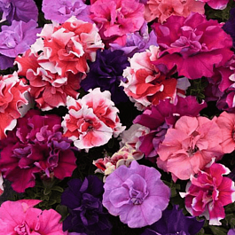 Петуния Duo Mix