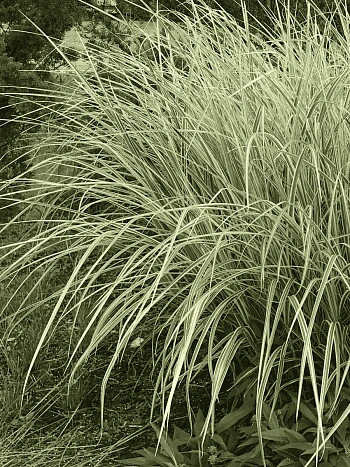 Мискантус китайский Variegatus 