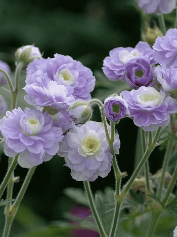 Герань луговая Summer Skies