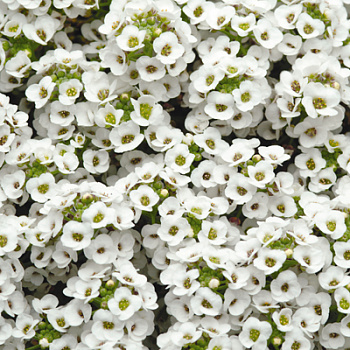 Алиссум Клеа Кристал Вайт