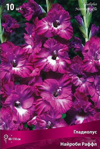 Гладиолус гофрированный Найроби Раффл