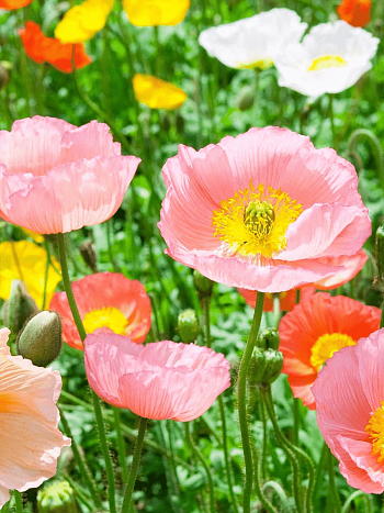 Мак голостебельный Chambagne Bubbles Mix