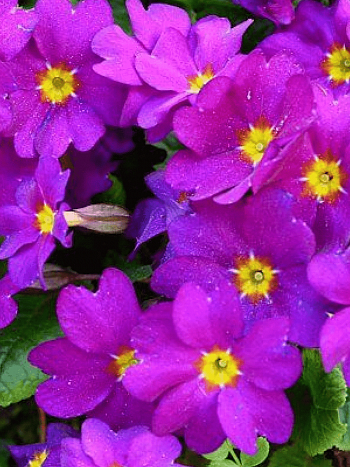 Примула Wanda Gelb