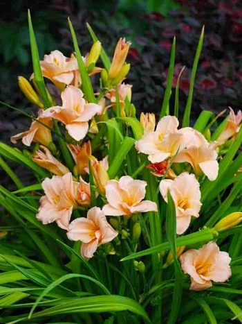 Лилейник On And On