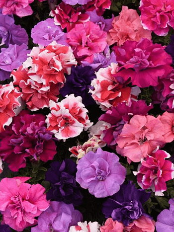 Петуния Duo Mix