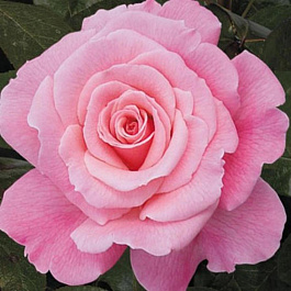 Роза чайно-гибридная Смуф Леди Роза чайно-гибридная Смуф Леди