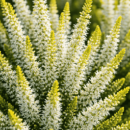 Вереск обыкновенный Aurelia