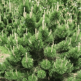 Сосна горная  Columbo