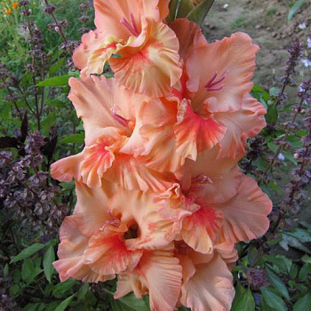 Гладиолус гофрированный Санни Раффл