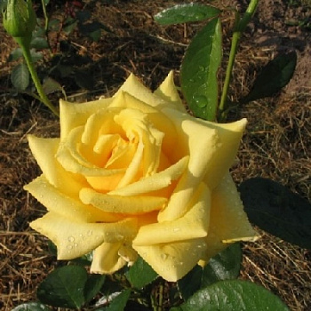 Роза чайно-гибридная Голден Медальон