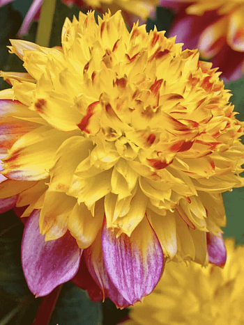 Георгина Boogie Woogie