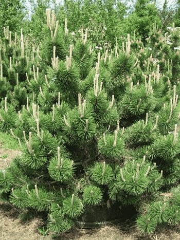 Сосна горная  Columbo