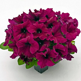Петуния грандифлора Саксесс 360° Парпл