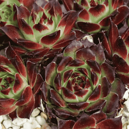 Молодило гибридное Calcareum Guillaumes